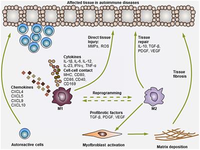 The Role of Monocytes and Macrophages in Autoimmune Diseases: A Comprehensive Review